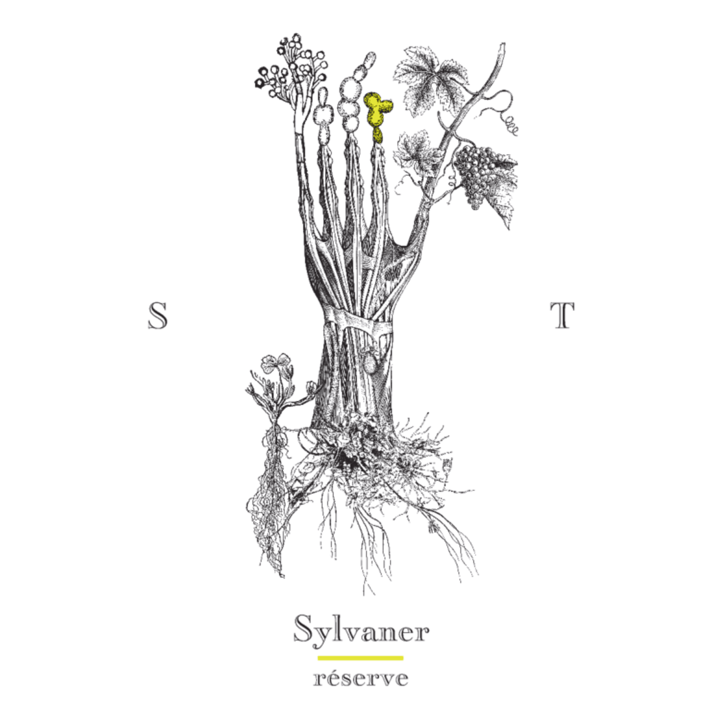 Soil Therapy Sylvaner Reserve 2023